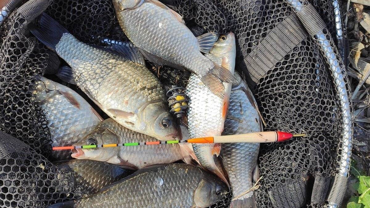 Рыбалка на пружину