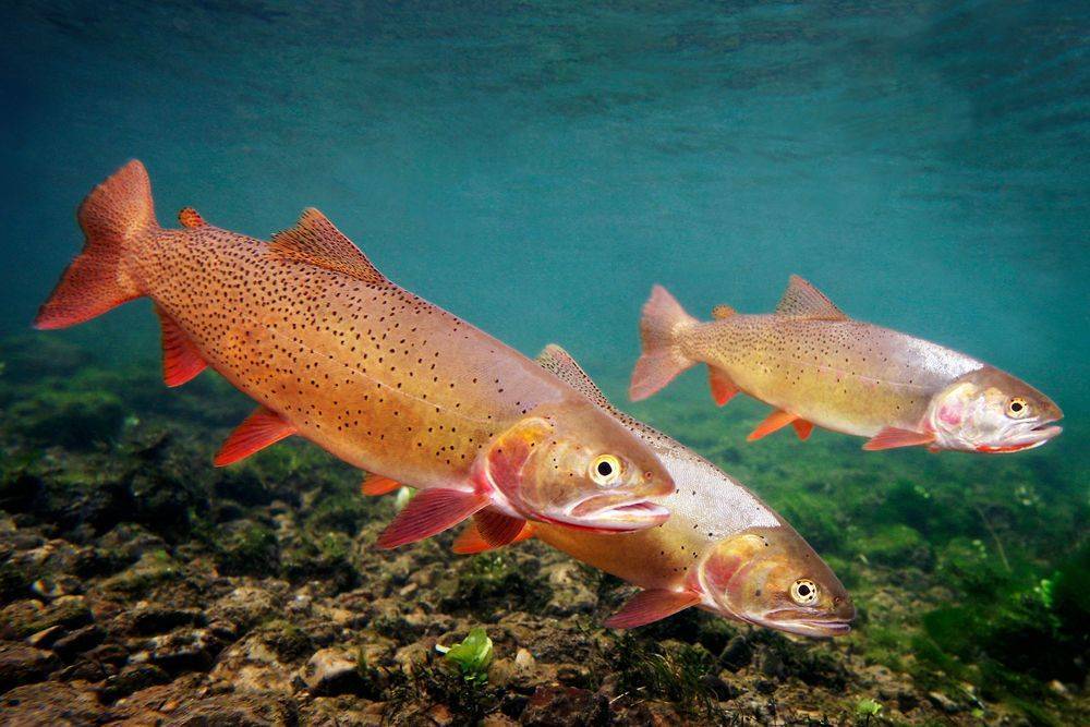 Форель рыба. образ жизни и среда обитания рыбы форель | животный мир