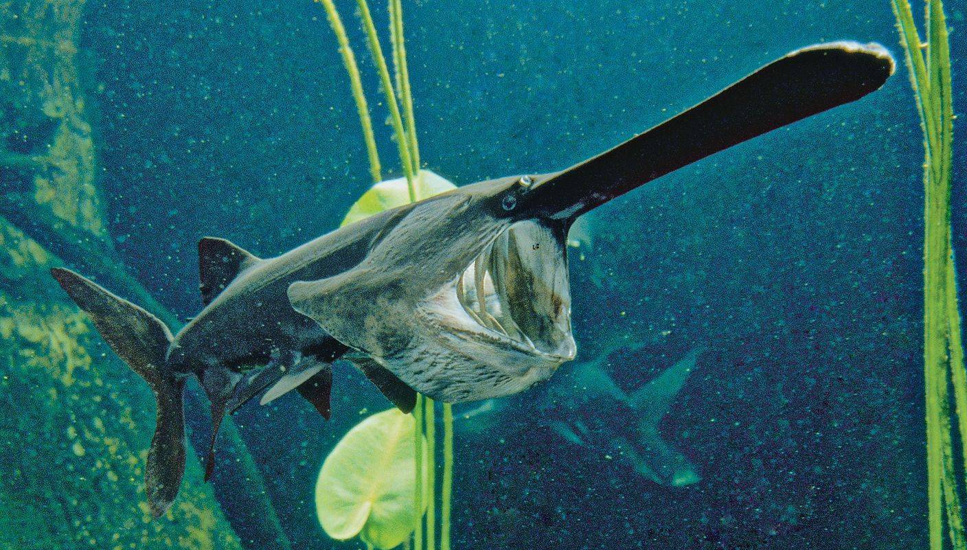 Рыба веслонос — фото, описание жизненного цикла, ареал обитания, особенности ловли