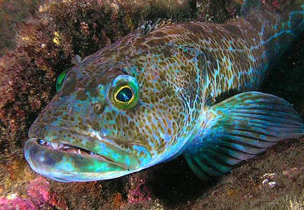 Рыба похожая на терпуг. рыба терпуг и ее среда обитания