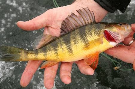 Рыба окунь - образ жизни, питание, полезные и опасные свойства рыбы (90 фото и видео)