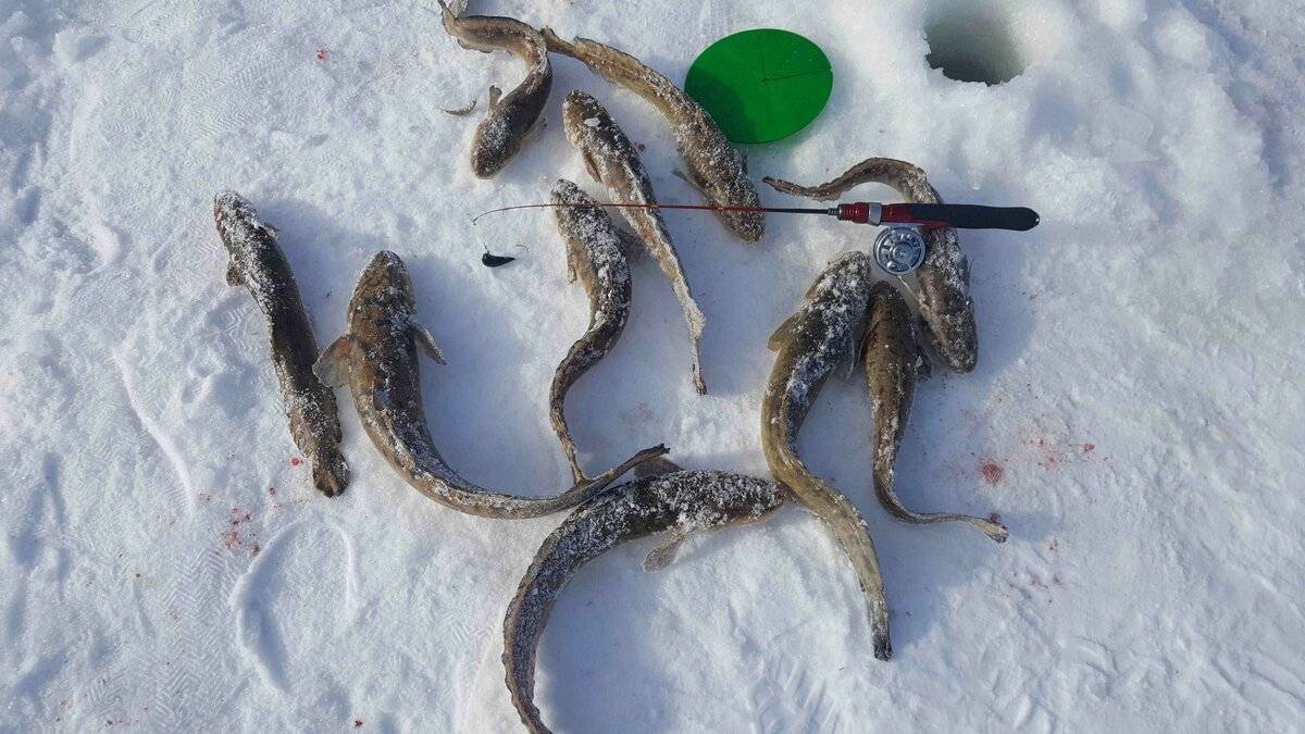 Как зимой поймать налима на реке?! часть 2. лучшие способы ловли!