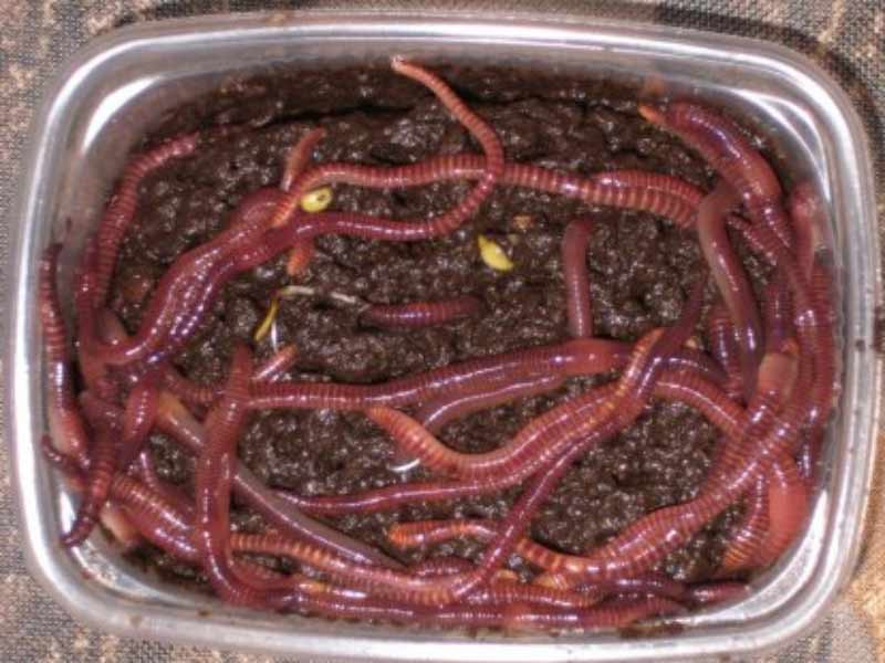 Чем кормить дождевых червей: в домашних условиях
