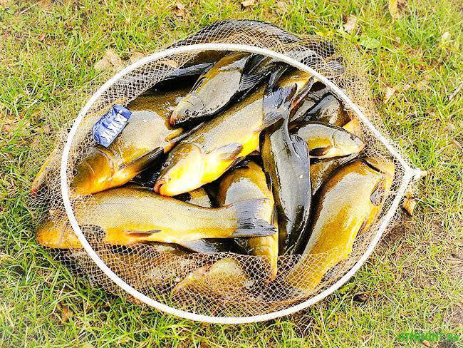 Рыбалка в Томске — особенности, какая рыба водится, лучшие места для ловли