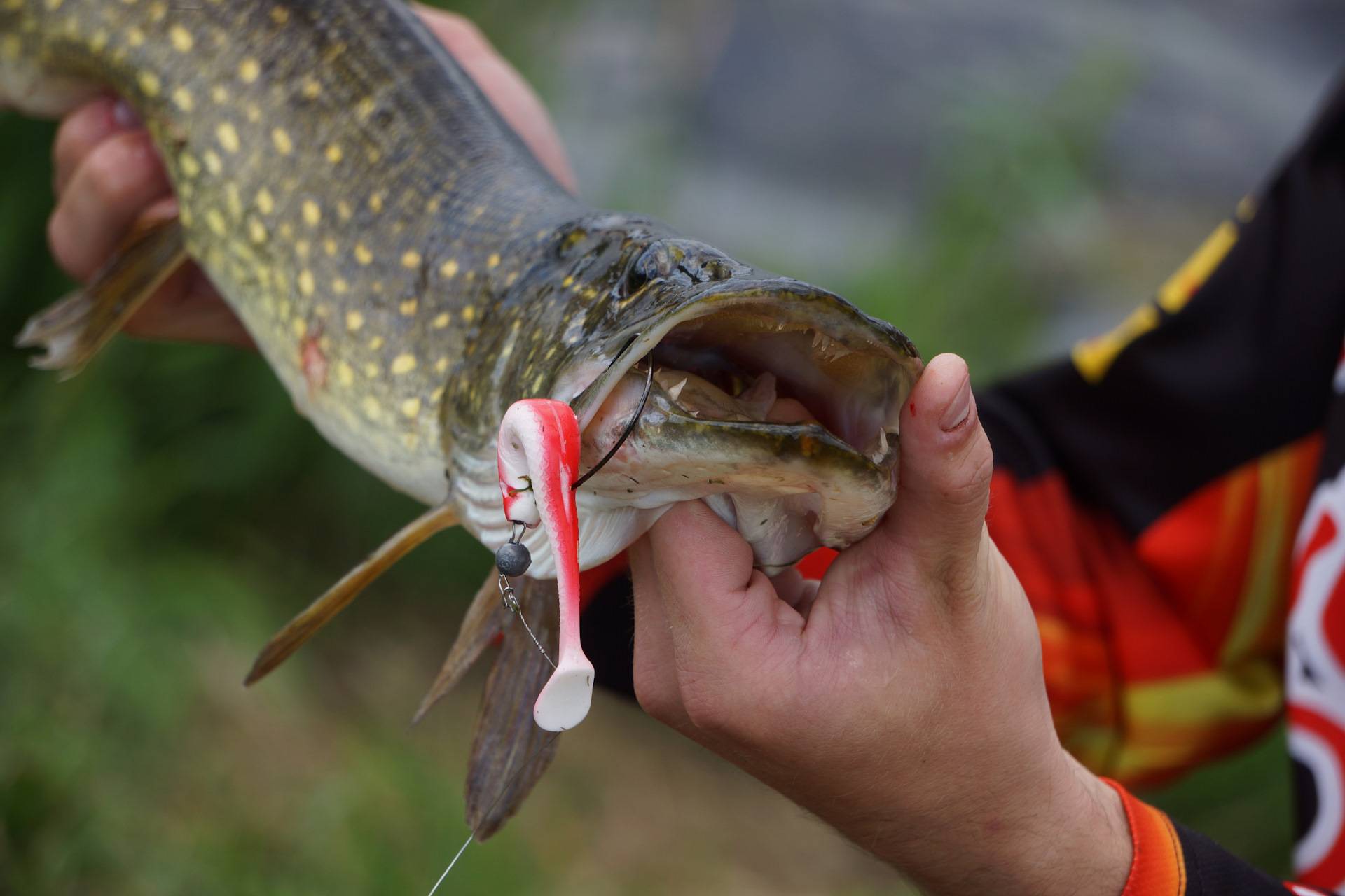 Как поймать щуку на спиннинг летом: приманки для рыбалки, на что лучше клюет