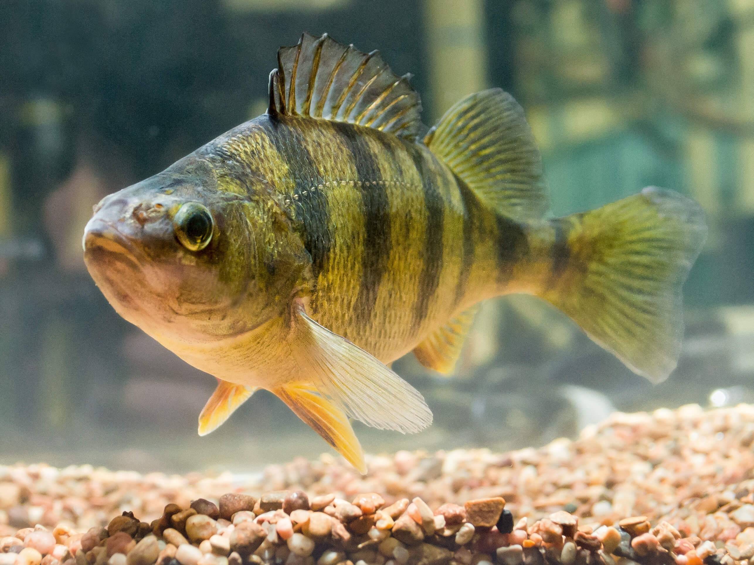 Зебрасома желтая или желтый парусник; описание,содержание,фото,видео,кормление | аквариумные рыбки