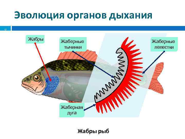 Класс хрящевые рыбы. строение, размножение, разнообразие и значение хрящевых рыб. надотряды: акулы, скаты и химеры