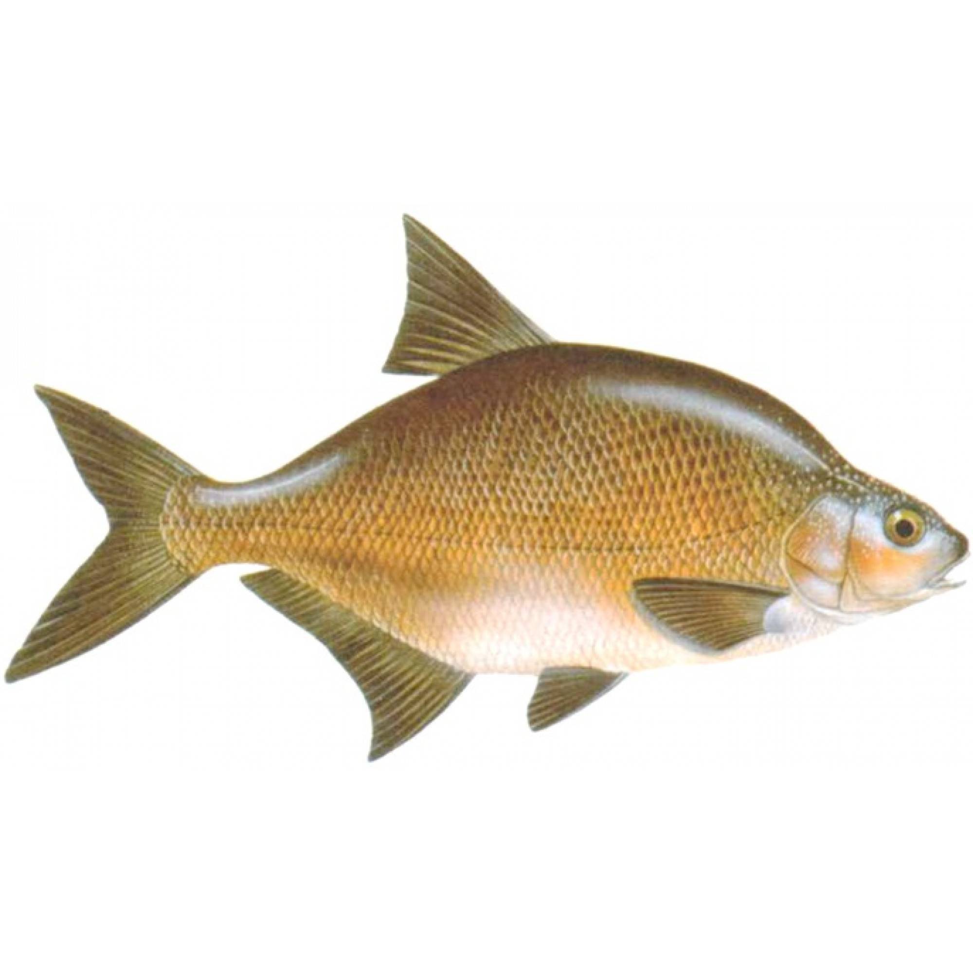Рыба лещ - описание с фото; как приготовить такую рыбу и рецепты с ней