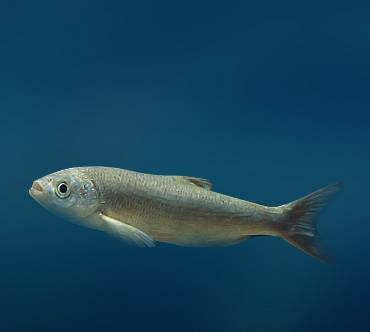 Шамайка - рыба, называемая «царской»