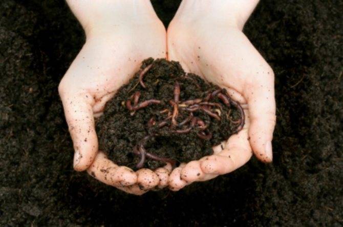 Чем кормить навозного червя в домашних условиях
