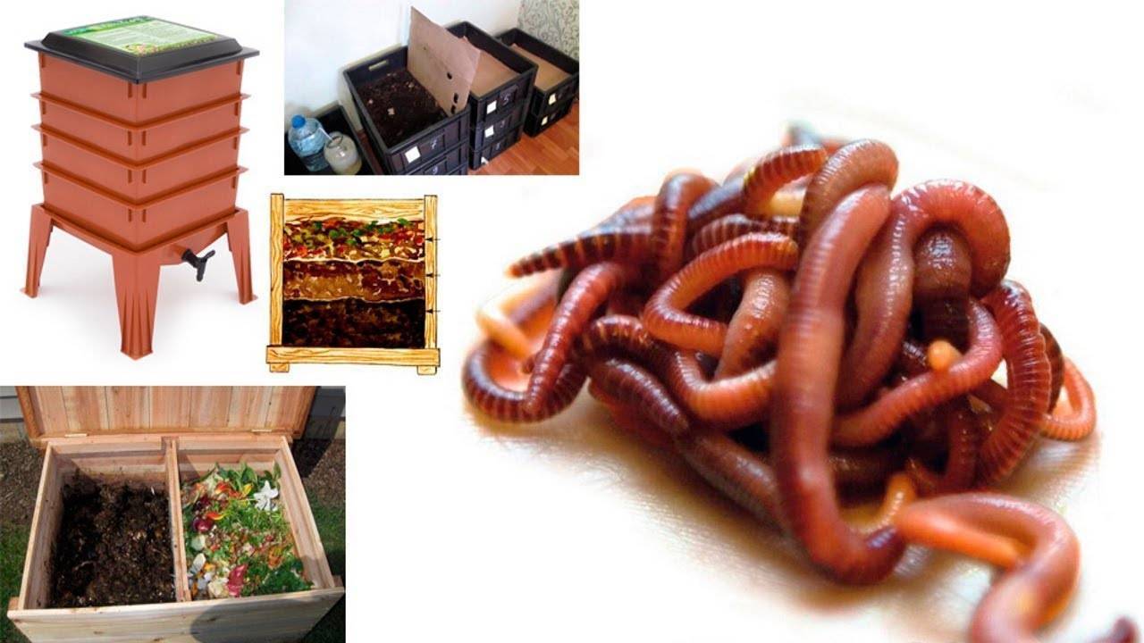 Особенности разведения червей в домашних условиях: где взять и в чем содержать, чем кормить и как ухаживать
