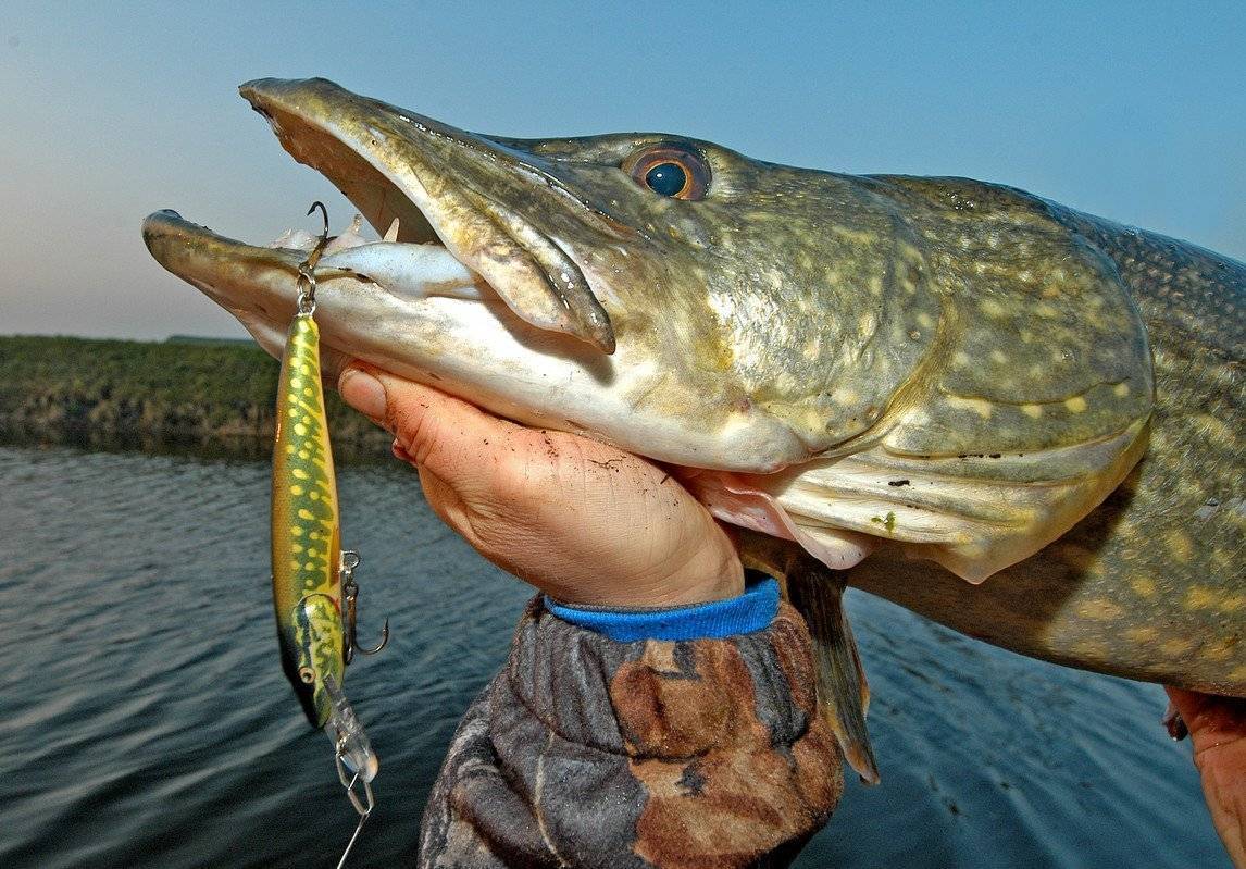 Рыбалка в ростове-на-дону и ростовской области