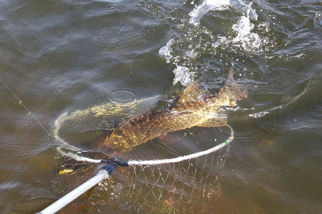 Рыбная ловля на крупнейшем притоке Ярыньи — на реке Полометь!