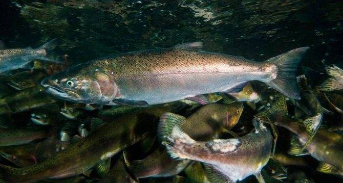 Голомянка: самая удивительная живородящая рыба байкала