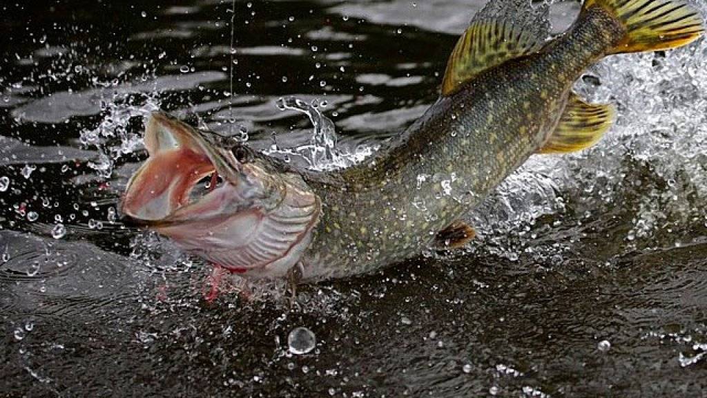 Рыбалка на щуку осенью: тонкости ловли в холодной воде