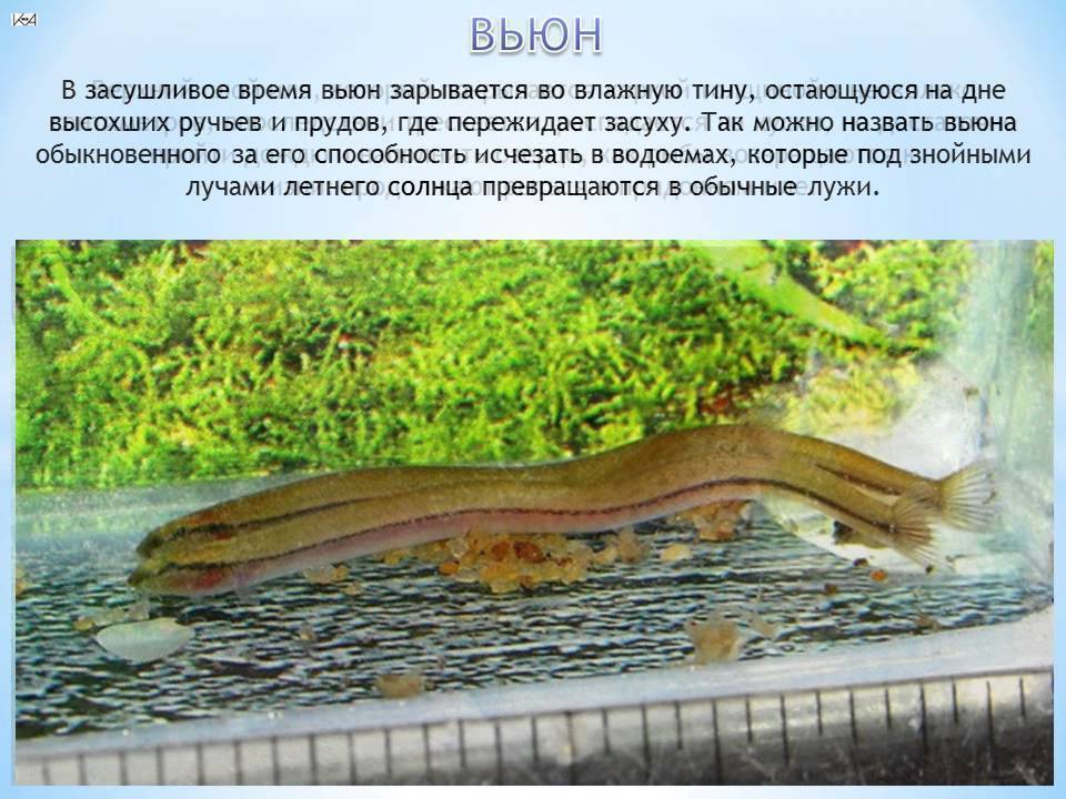 Вьюн описание, образ жизни и ловля рыбы, фото
