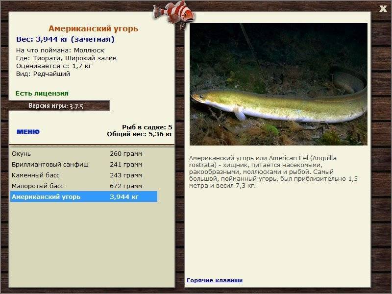 Рыба угорь: 125 фото и видео охоты, ловили и размножения угря