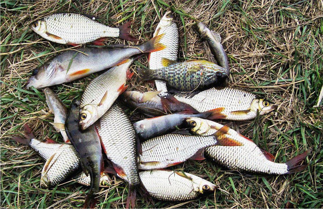 Рыбалка в могилевской области. отчеты и обсуждение
