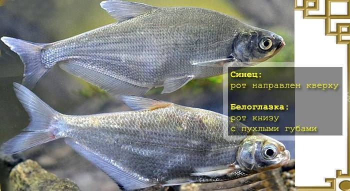 Рыба синец: описание, распространение, размножение :: syl.ru