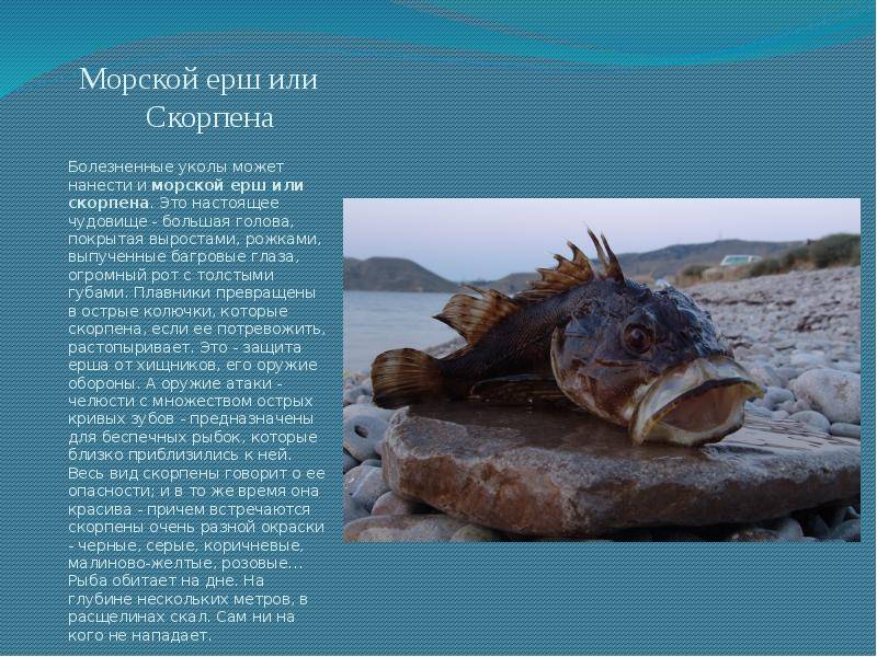 Понт эвксинский: 11 удивительных обитателей черного моря | публикации | вокруг света