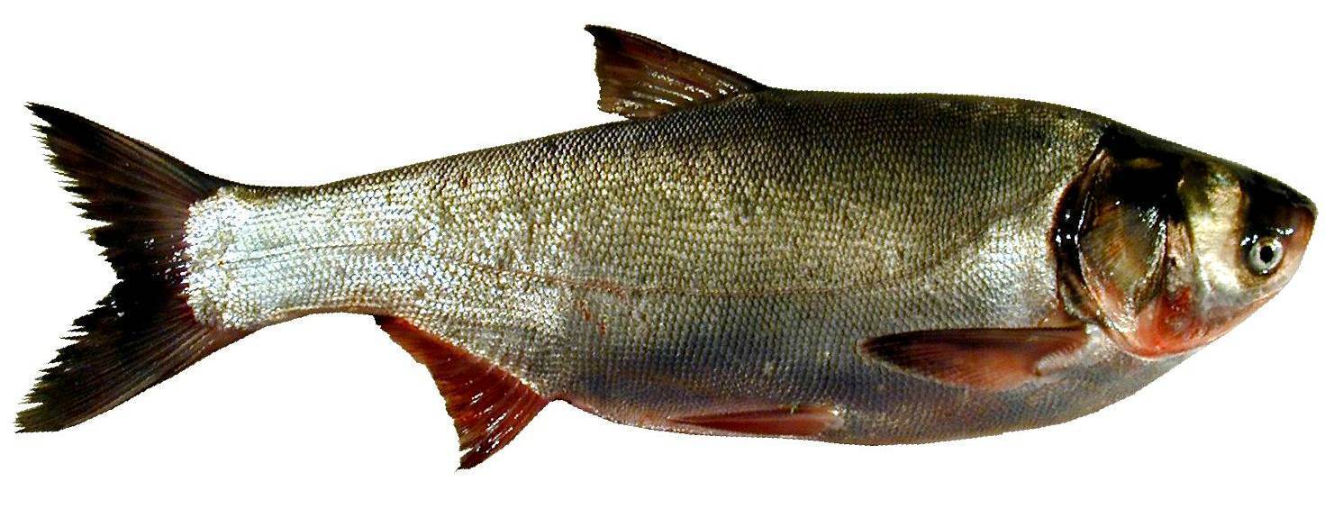 Что за рыба толстолобик: где водится, как выглядит и чем питается, польза и вред при употреблении в пищу