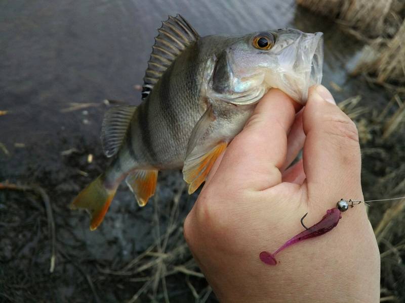 Ловля окуня на спиннинг осенью: приманки и поиск рыбы на водоеме