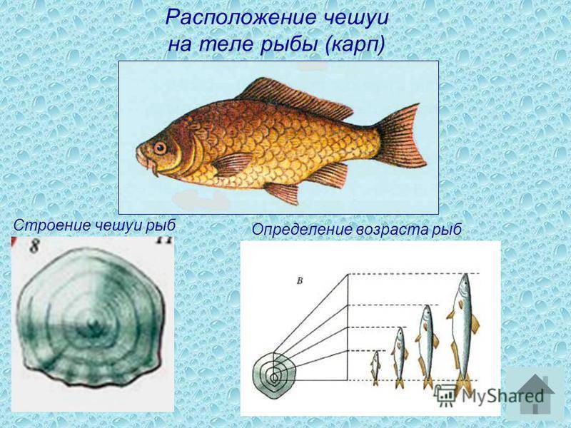 Методы, если приспичило узнать возраст рыбы | makchen.ru | яндекс дзен