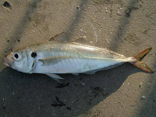 Ставрида черноморская рыба. описание, особенности и среда обитания ставриды