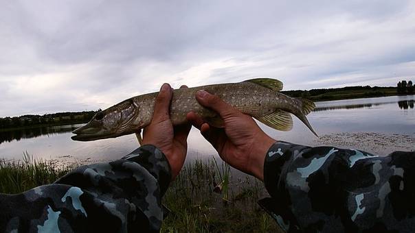 Ловля рыбы в беларуси: какие виды обитают, рыбалка зимой, лучшие места и водоёмы для ловли рыбы
