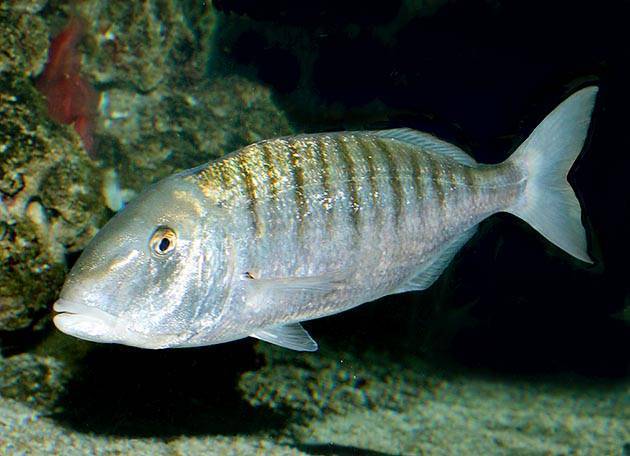 Рыба марлин: описание, где водится, чем питается, размножение