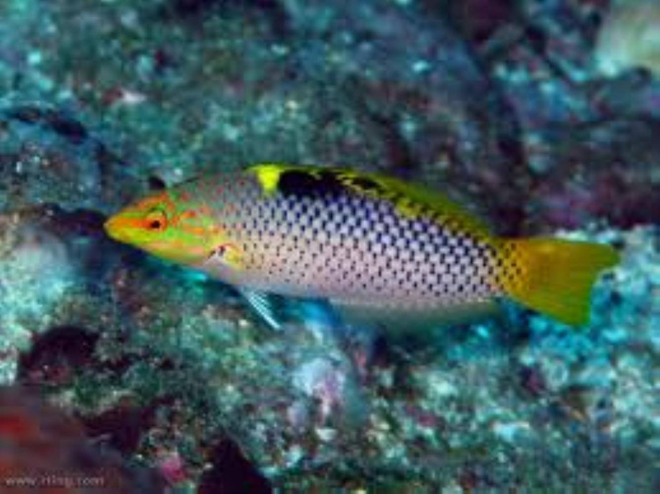 Рыба губан: описание, среда обитания и фото
