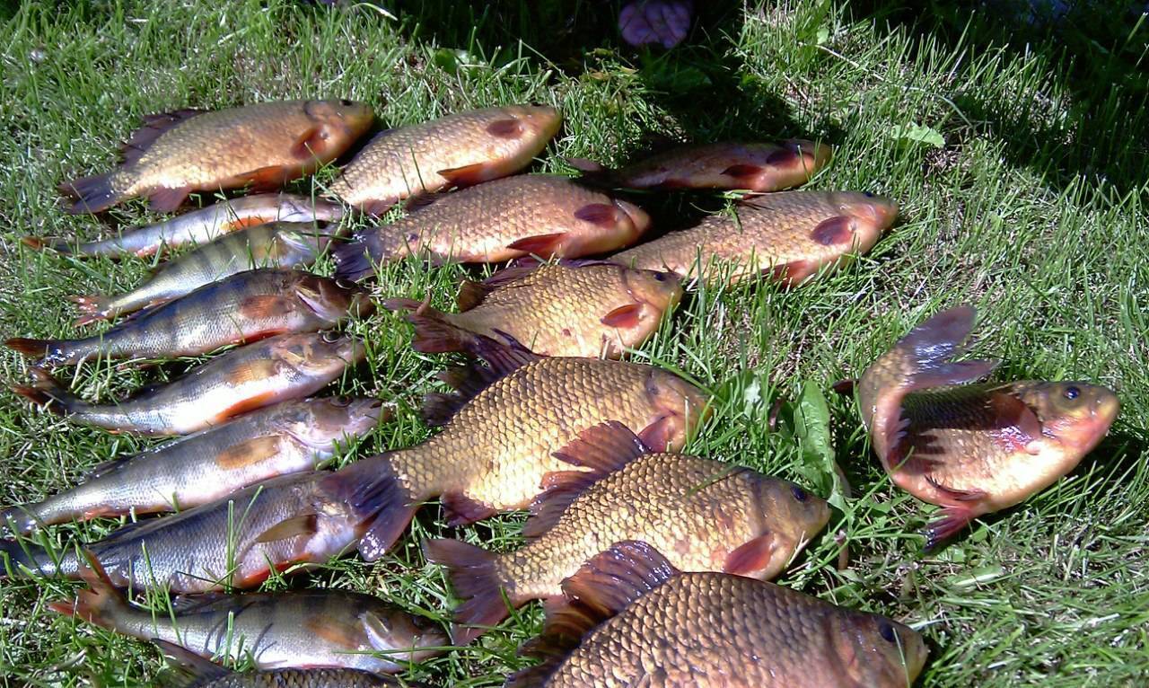 Рыбалка в башкирии: популярные реки и озёра