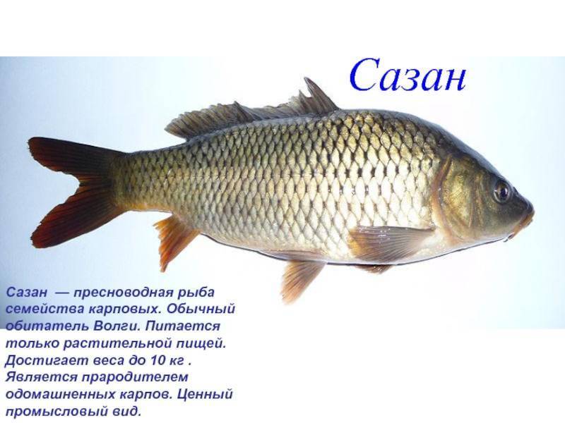 Рыба «Сазан» фото и описание