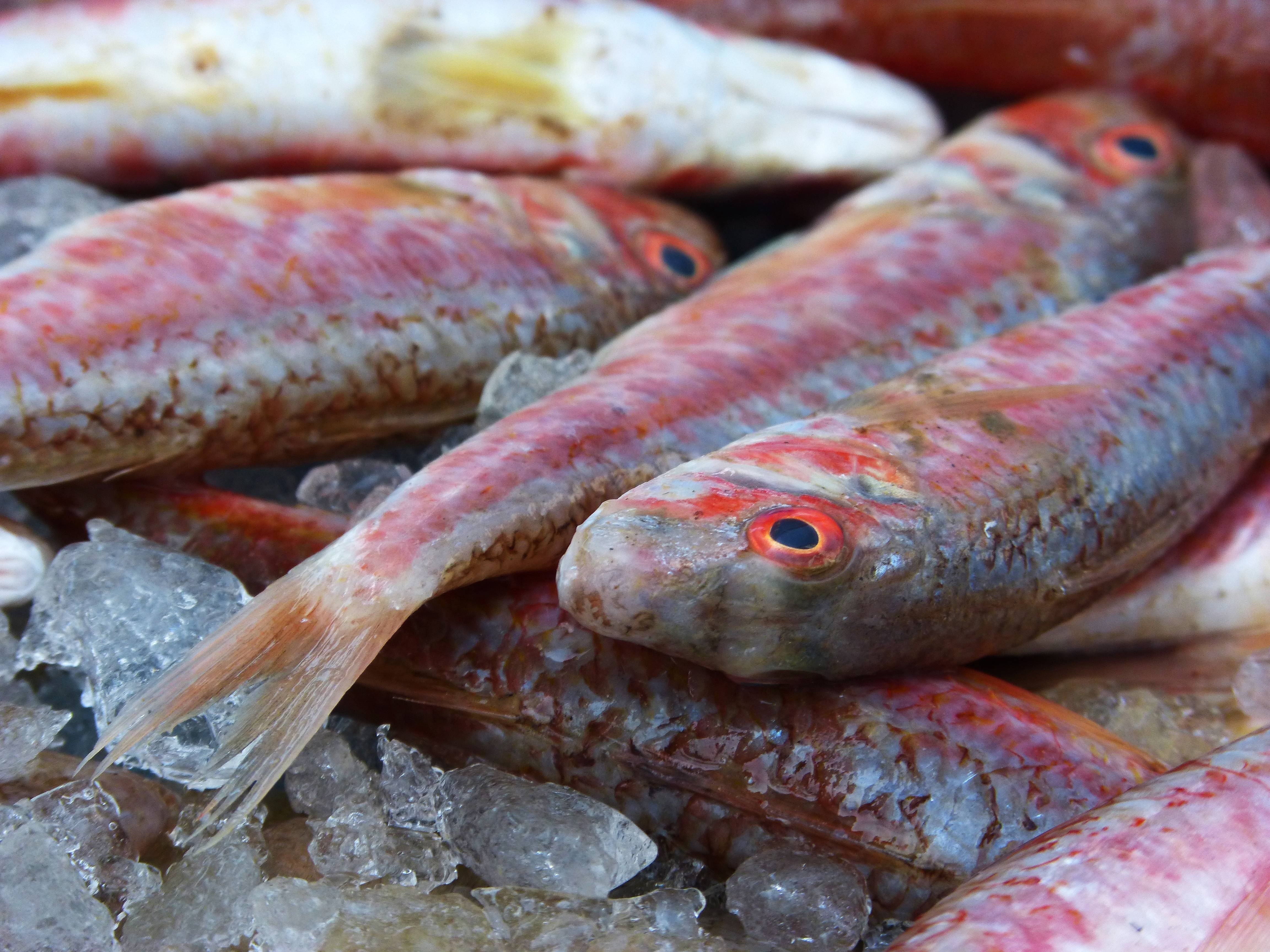 Черноморская барабулька (обыкновенная султанка): описание, фото, рыбалка
