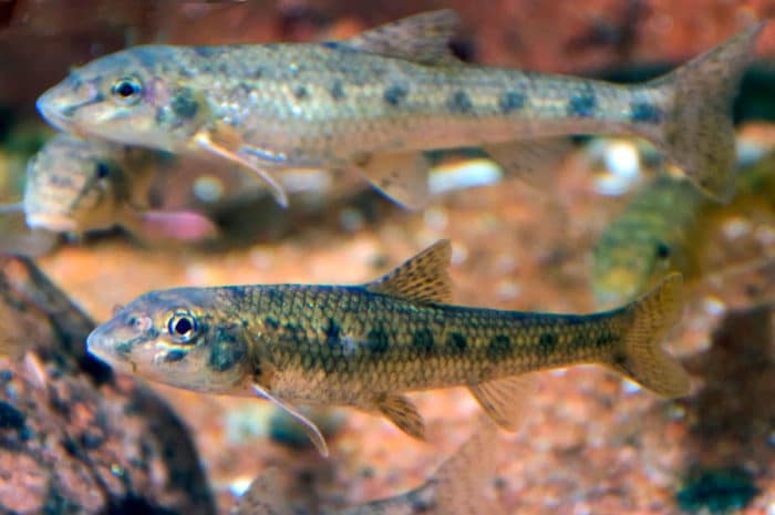 Рыба сайка: описание, где водится, чем питается, размножение