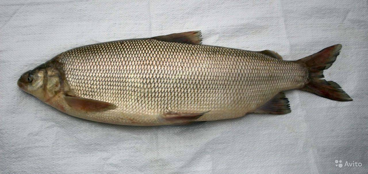 Рыба пелядь - полезные свойства, калорийность и вкусовые качества - диковед