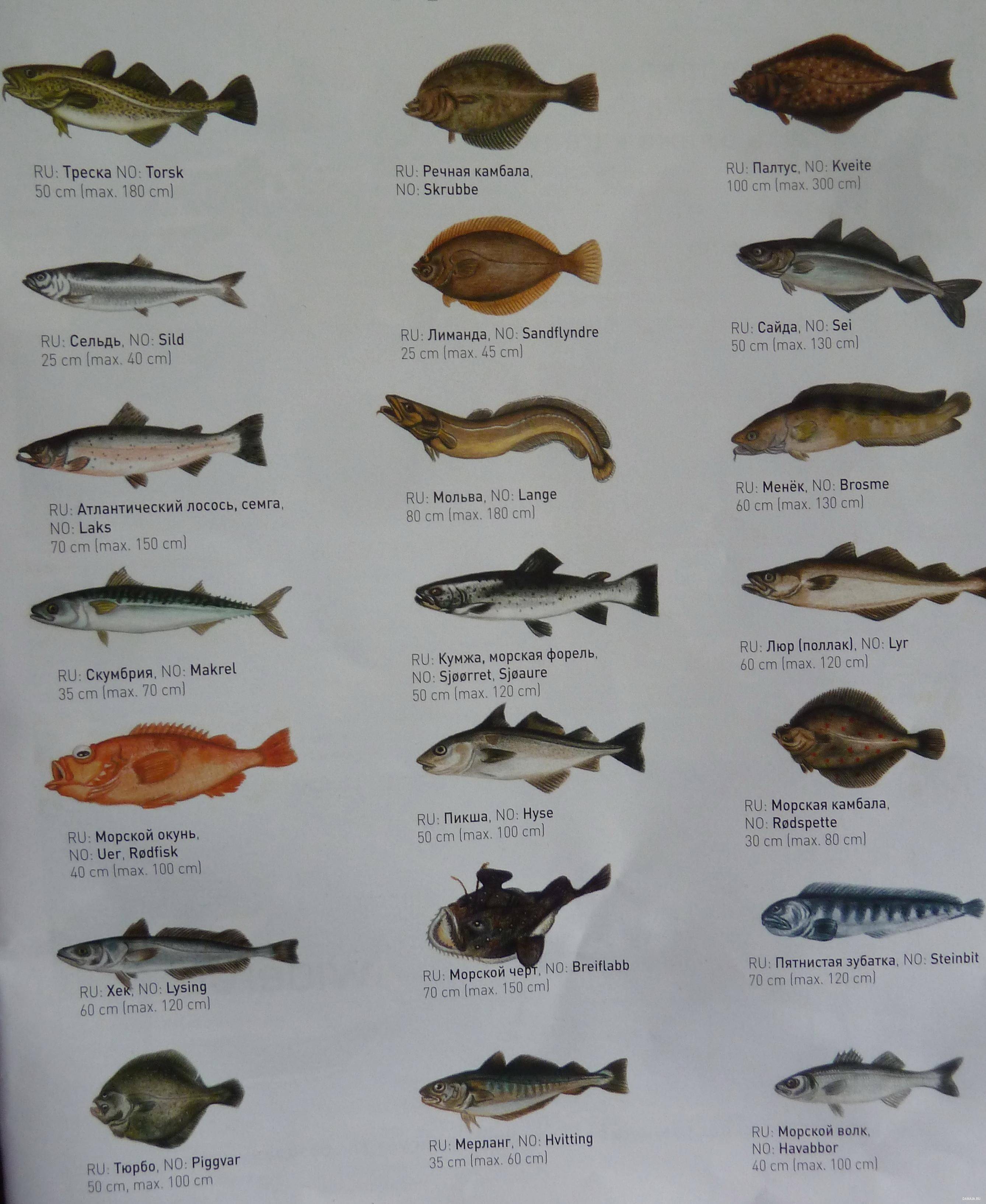 Рыба аргентина: фото и описание, польза и вред