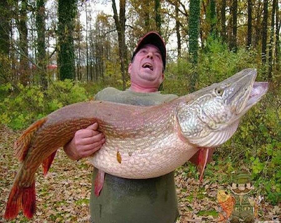 Самая большая щука в мире с фото и описанием, какими бывают самые крупные рыбы
