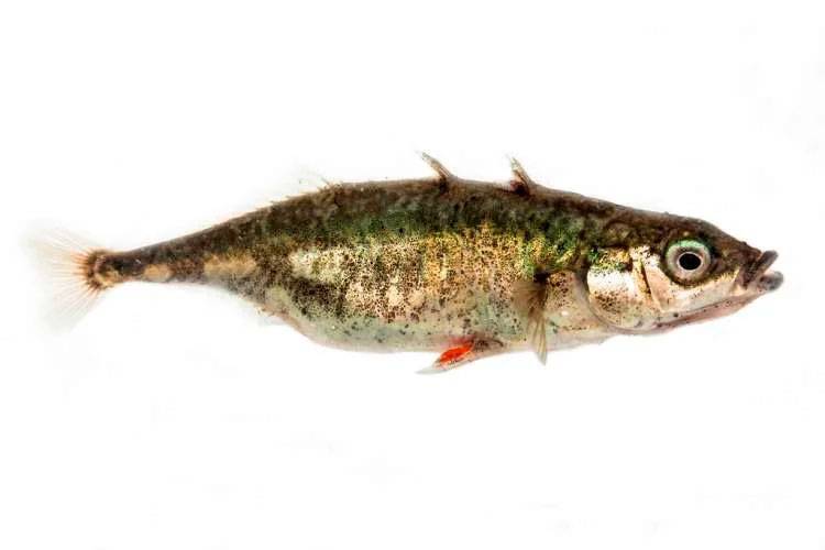 Трёхиглая колюшка: описание рыбы и её образ жизни