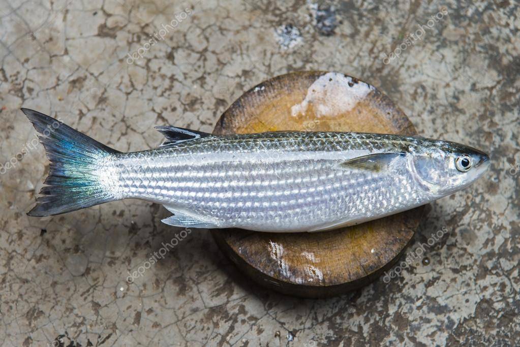 Рыбы чёрного моря: общие сведения, виды обитателей, съедобные представители ихтиофауны