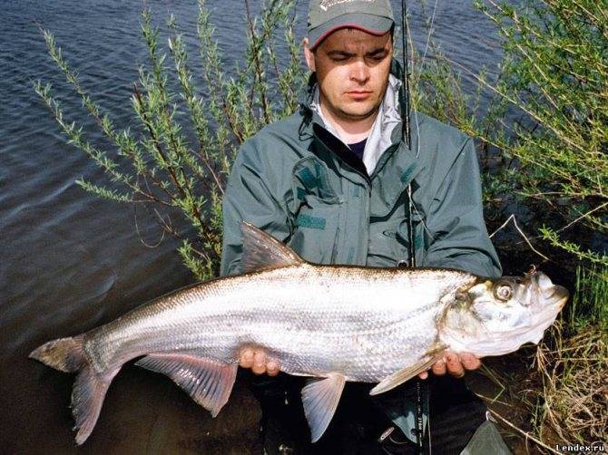 Рыбалка в белозерске в беларуси: особенности, какая рыба водится