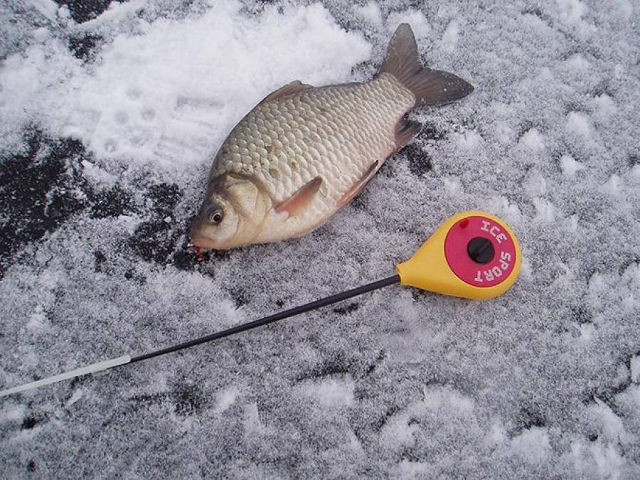 Ловля сазана зимой - на рыбалке!
