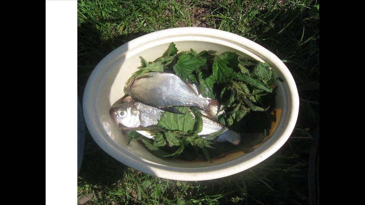 Способы сохранить рыбу при длительной рыбалке в жару