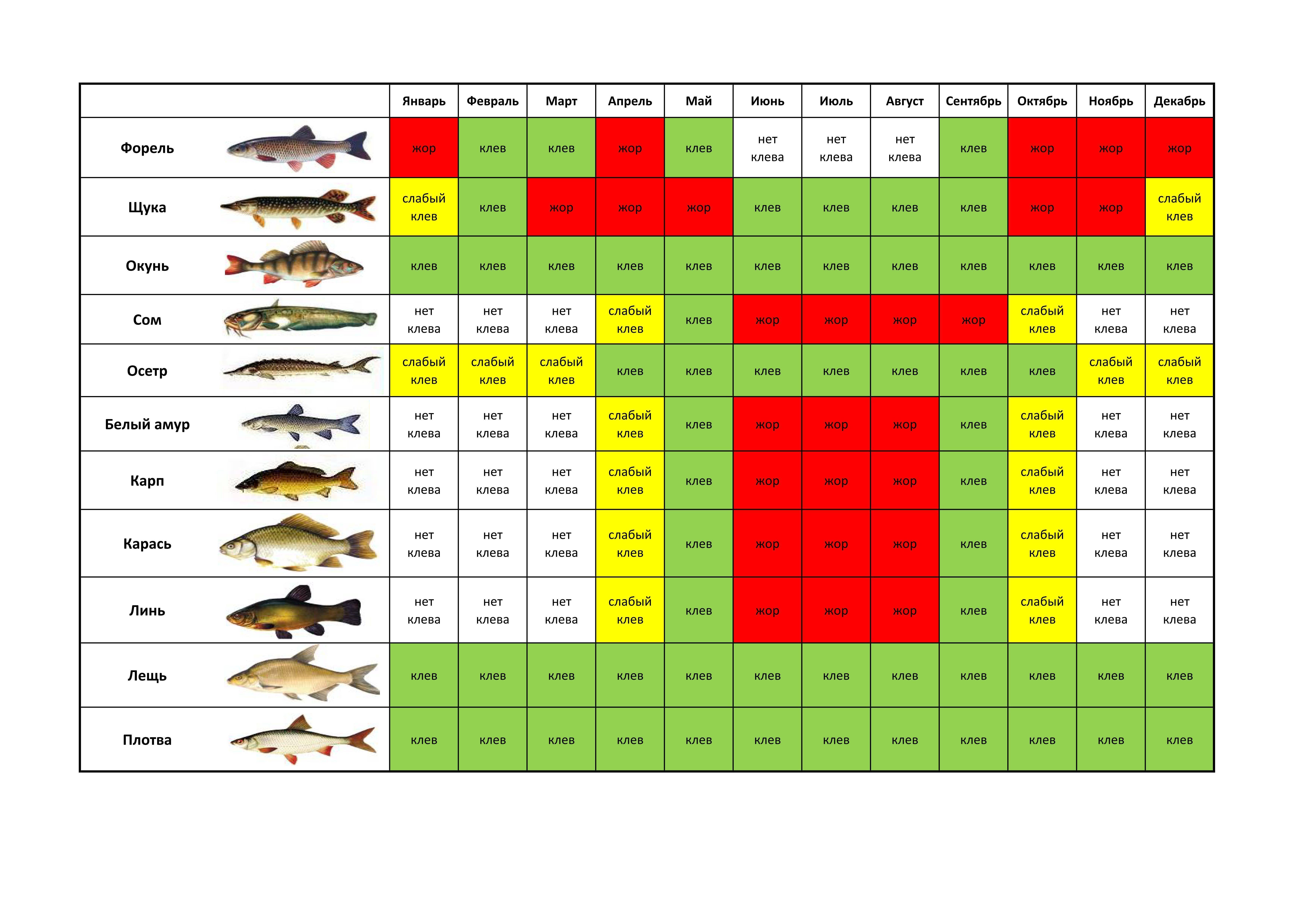 Судак рыба: хозяйственное значение и особенности товарного выращивания
