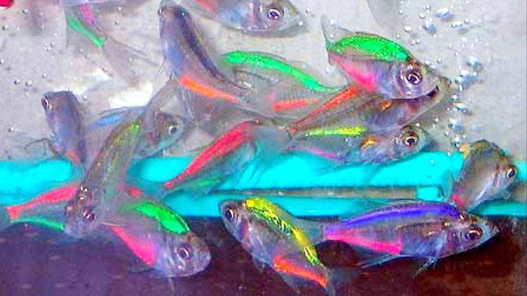 Стеклянный окунь — аквариумная рыбка