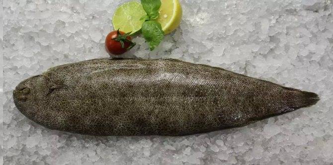 Рыба морской язык: польза и вред, калорийность, рецепты с фото