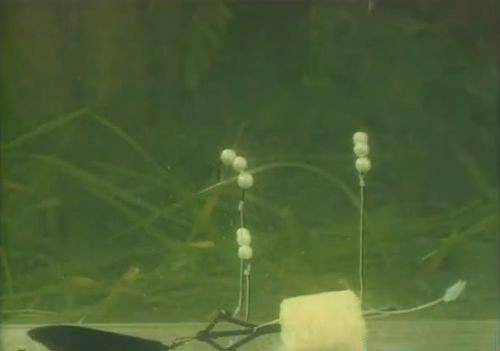 Как ловить толстолобика - на техпланктон видео, где и на что ловить