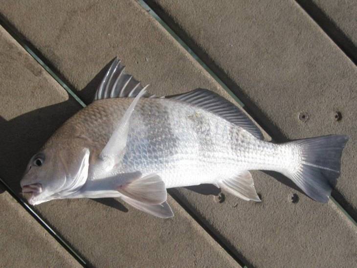 Какая рыба водится в черном море: список и особенности рыбалки