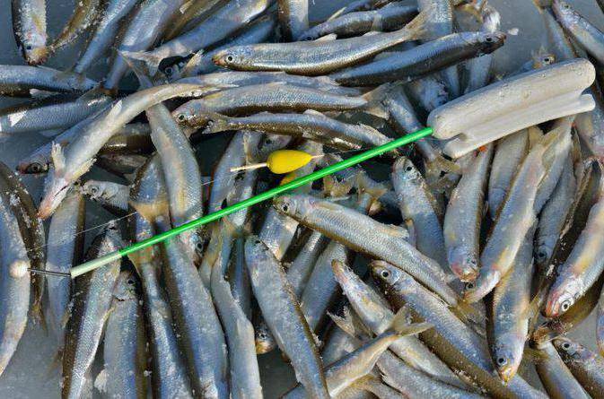 Рыба корюшка: польза и вред, среда обитания, приготовление