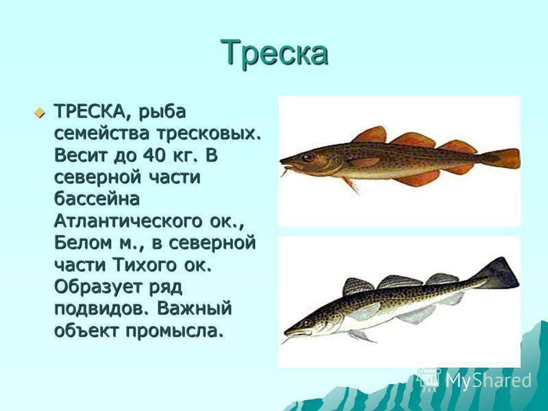 Рыбы тресковых пород: перечень названий, места обитания, список видов, фото